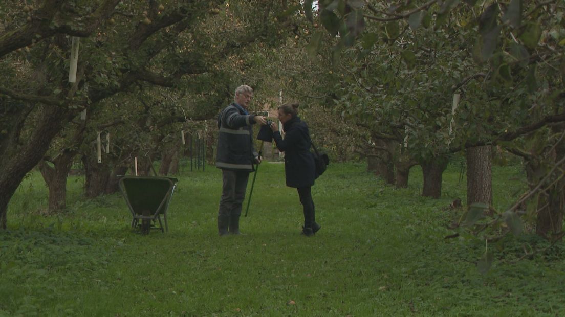 Het verhaal van de oeroude Perenboomgaard in Olst (Gerlinde Schrijver)