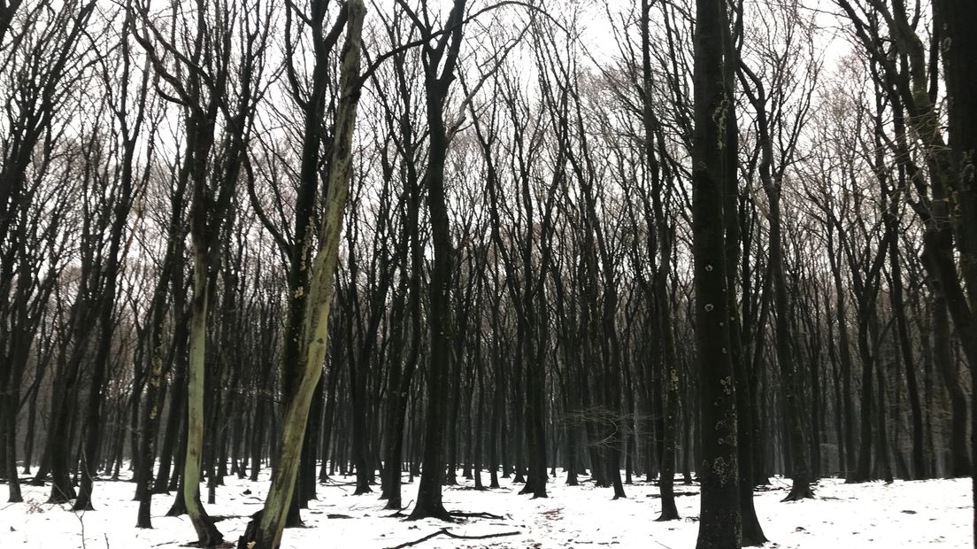 Vanaf februari draait de nieuwe natuurfilm 'Wild, bonte families op de Veluwe' in de bioscopen. In de film staan Veluwse dieren als het edelhert, het wilde zwijn en de vos centraal. De film van regisseur Luc Enting is deels opgenomen in het Vierhouterbos. Daar leven de dieren in een decor van dansende bomen.