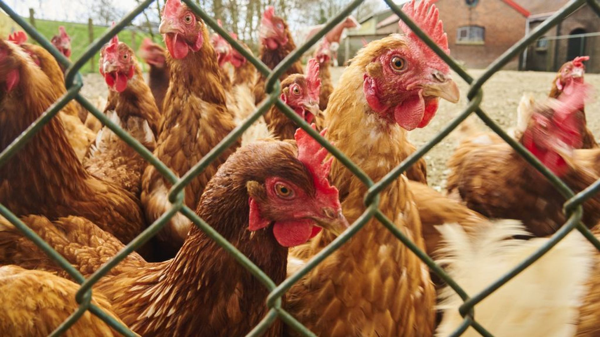 Vogelgriep Blijft Lunteren Teisteren: Weer 50.000 Kippen Gedood ...