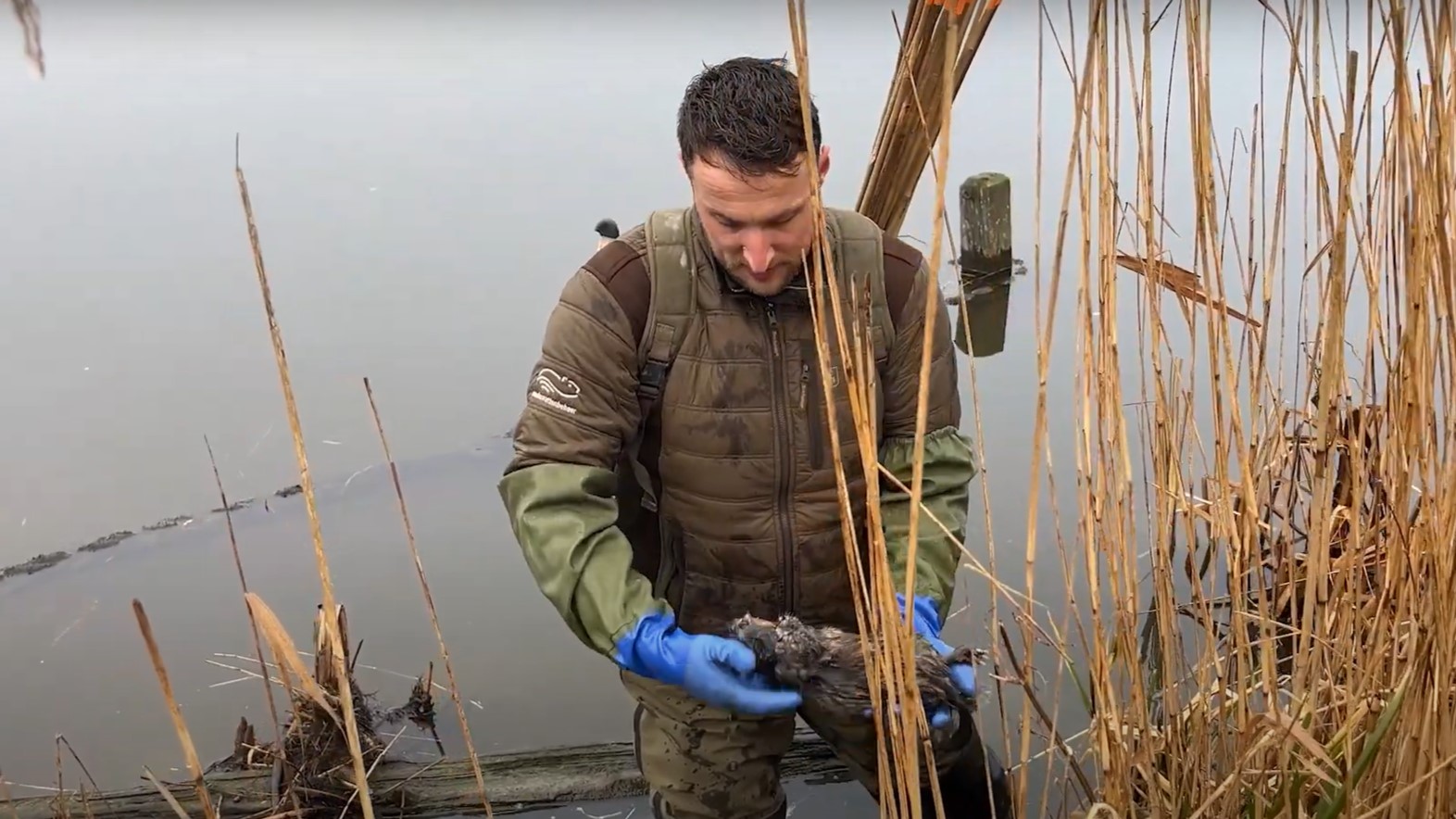 Muskusrattenbeheerder Markus Kroos haalt een muskusrat uit een val