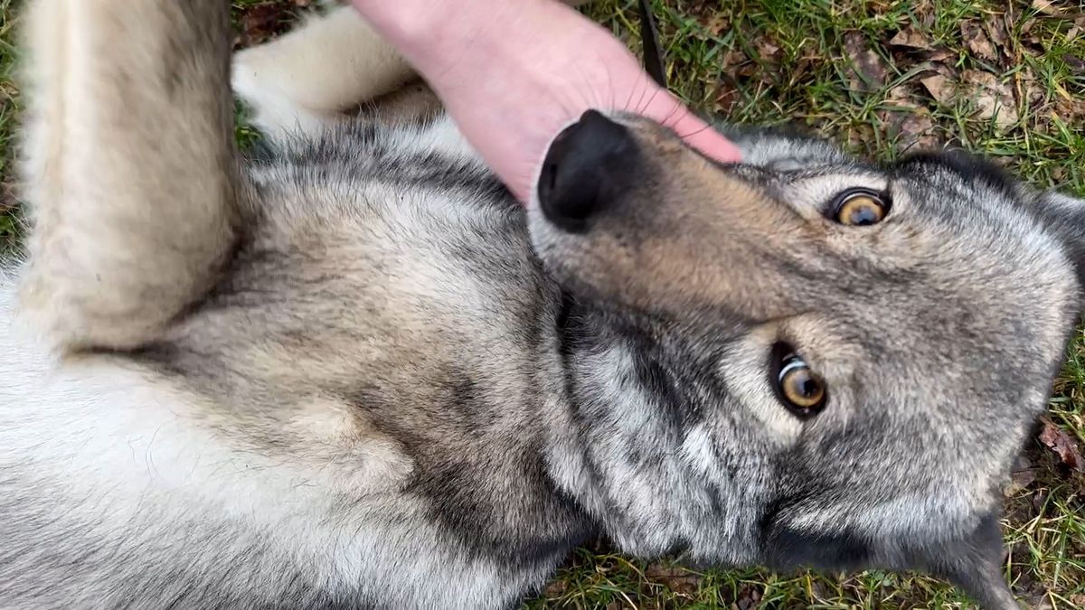 Dit is de hond die op de wolf lijkt - Omroep Gelderland