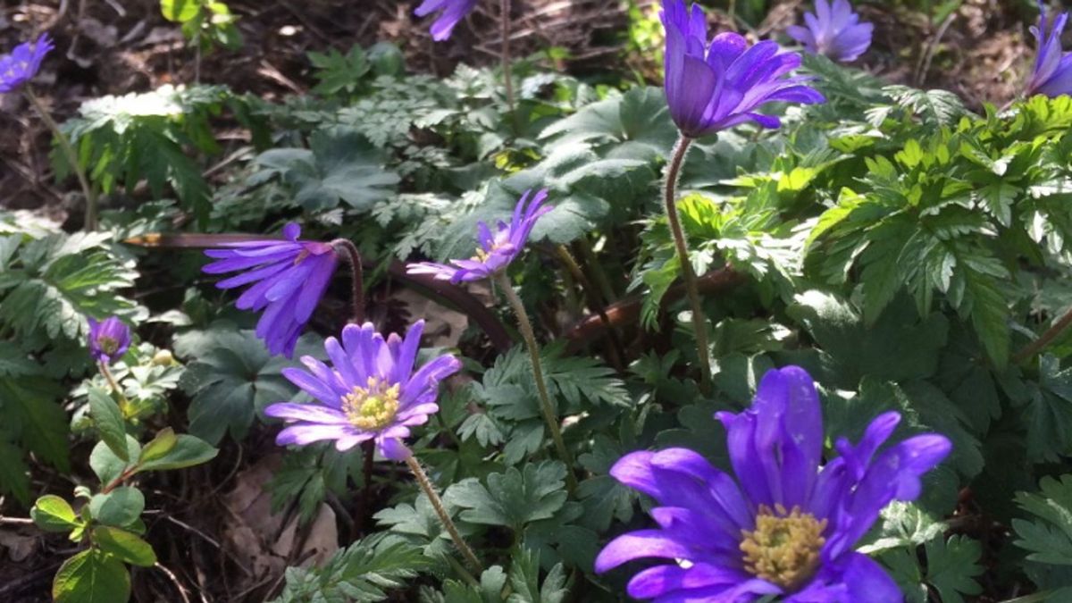Passie voor stinzenplanten