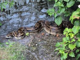 Eigenaar spoorloos, maar nieuwe baasjes staan in de rij voor gevonden boa constrictor