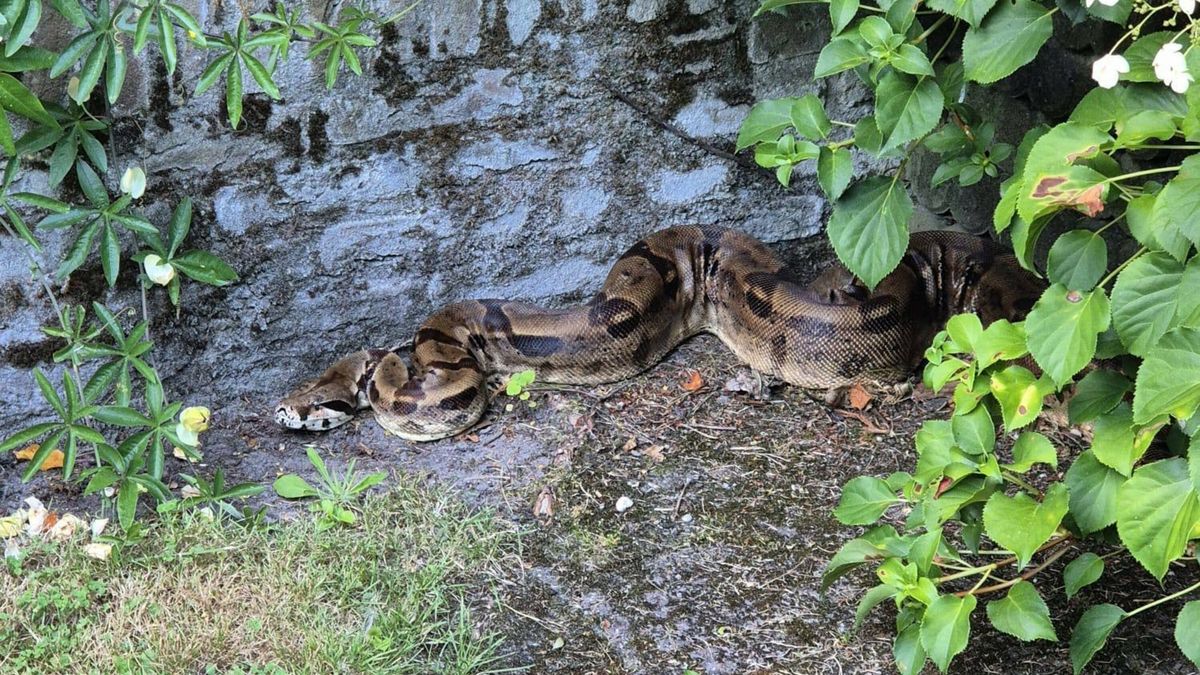 Eigenaar spoorloos, maar nieuwe baasjes staan in de rij voor gevonden boa constrictor