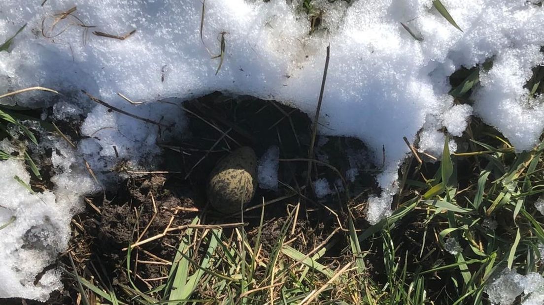 Het gevonden ei, tussen de sneeuw, bij Hasselt