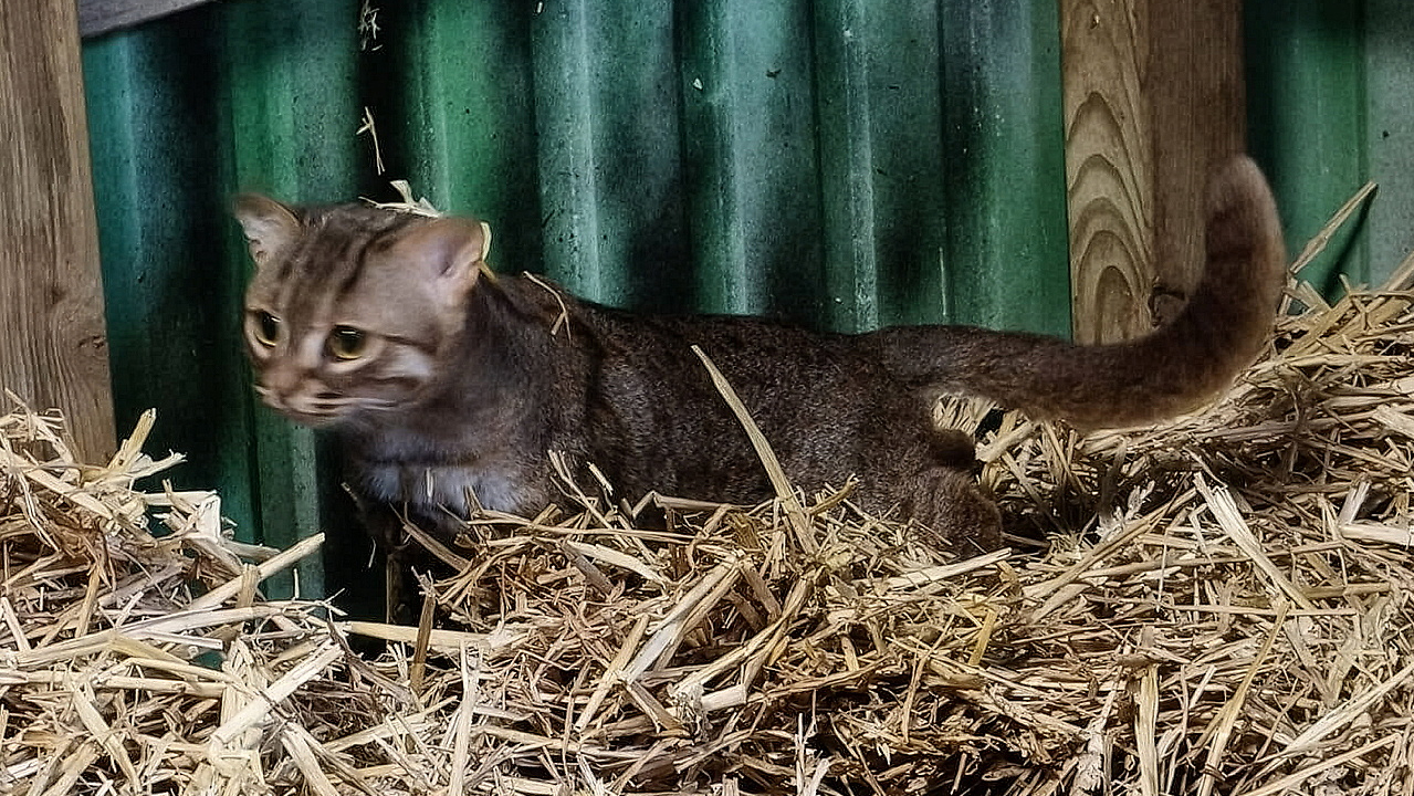 De roestkat in Faunapark Flakkee