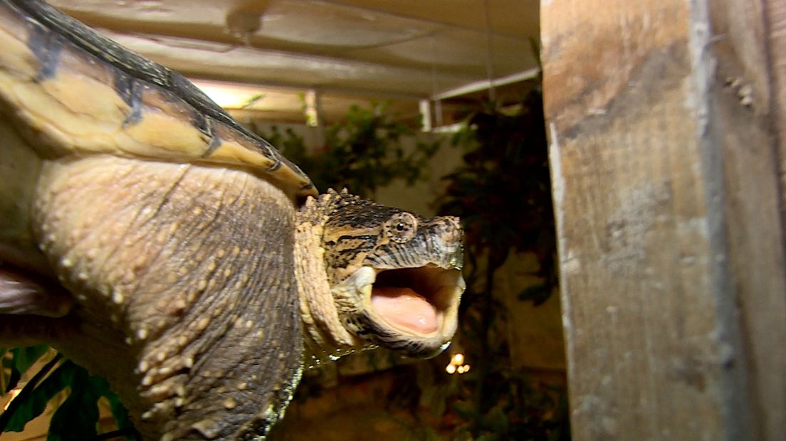 Bijtschildpad Henk doet het goed en zwemt vrolijk in het rond