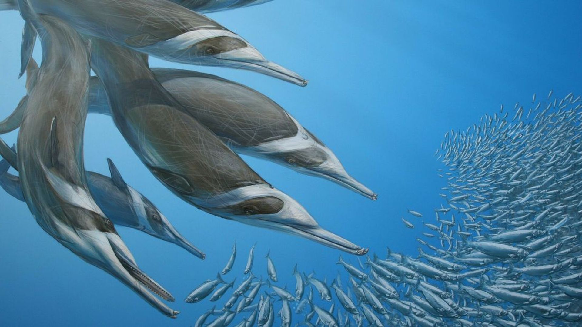 Reconstructie van een groep uitgestorven spitssnuitdolfijnen Flandriacetus gijseni, jagend op vis in de ondiepe Oernoordzee