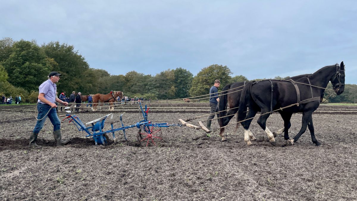 Dag van het Ploegpaard; wens overleden Fokke Steen in vervulling