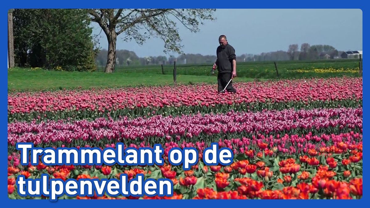 Tulpentoerisme zorgt voor overlast op de velden