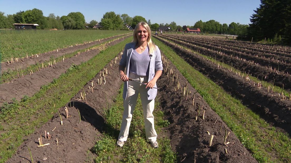 Kweker maakt van nood een deugd: asperges mag je zelf steken