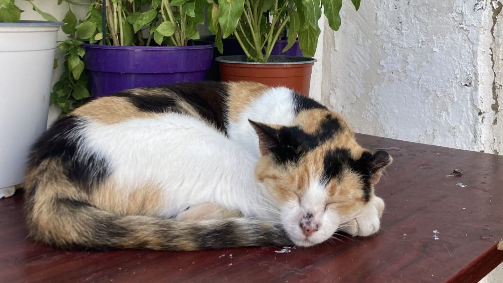Katten kunnen besmet raken met de vogelgriep.