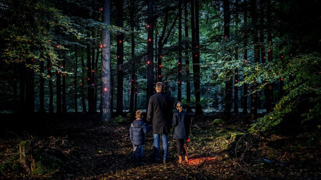 Pixi is een lichtkunstwerk in het bos bij het Boomkroonpad (Rechten: By Knelis)