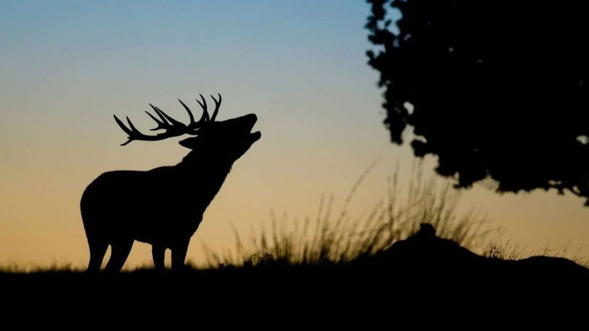 Zonder de jacht zag de Veluwe er heel anders uit