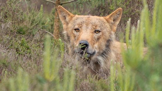 Dierenrechtenorganisatie vraagt te wachten met afschieten wolf na aanrijding wolvin. Dierenrechtenorganisatie vraagt te wachten met afschieten wolf na aanrijding wolvin.