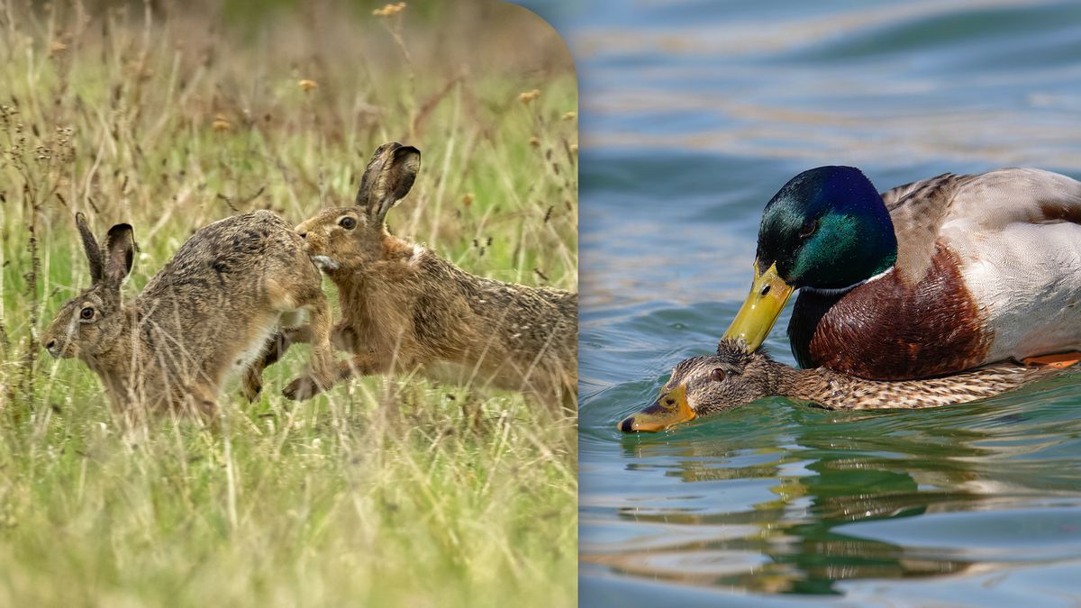 Lentekriebels bij dieren: van verdrinken tijdens het paren tot eindeloos achterna gezeten worden