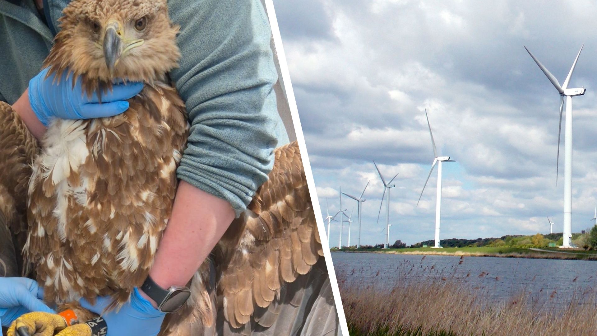 Zeearend dood door windmolen bij Kreekraksluis, boswachter overweegt juridische stappen