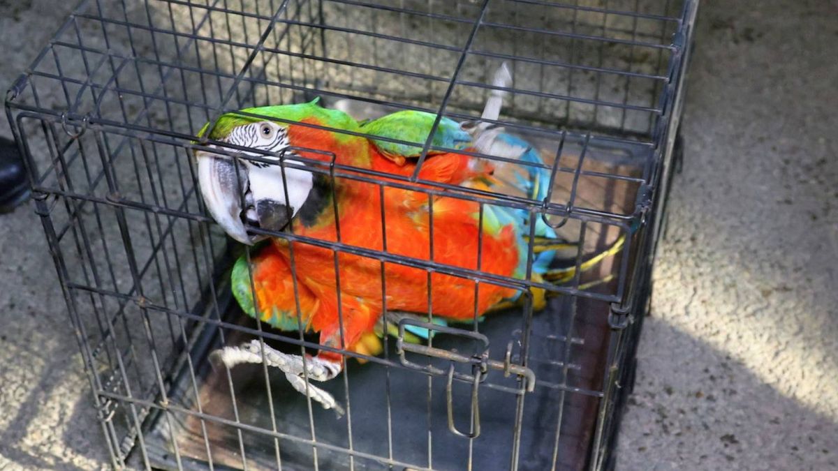 Papegaai Jacco ontsnapt en wil niet meer uit de boom van de buren komen