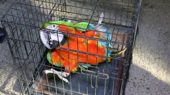 Papegaai Jacco ontsnapt en wil niet meer uit de boom van de buren komen