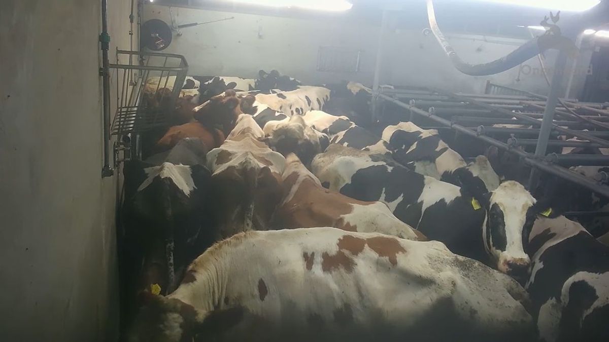 Cameratoezicht op Staphorster bedrijf vanwege dierenmishandeling