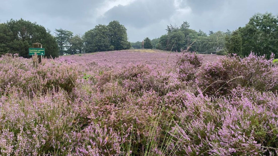 Heide in bloei op de Lemelerberg