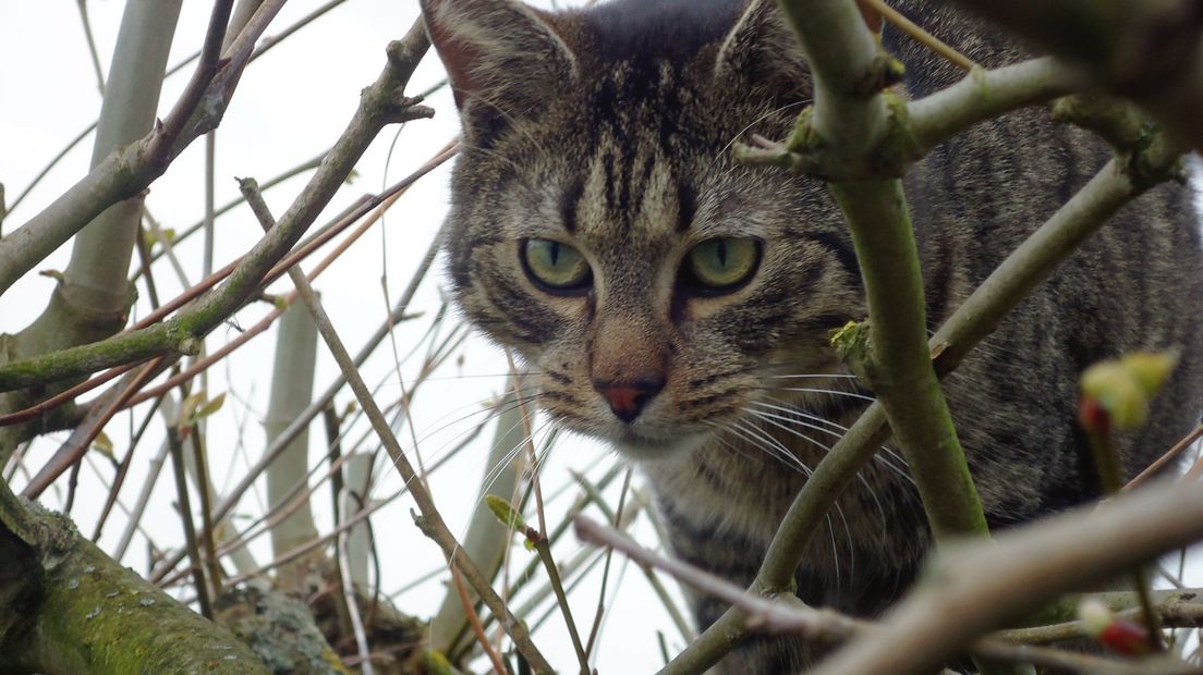 Kat sluipt door het struikgewas op zoek naar prooi, is hij verwilderd of niet?