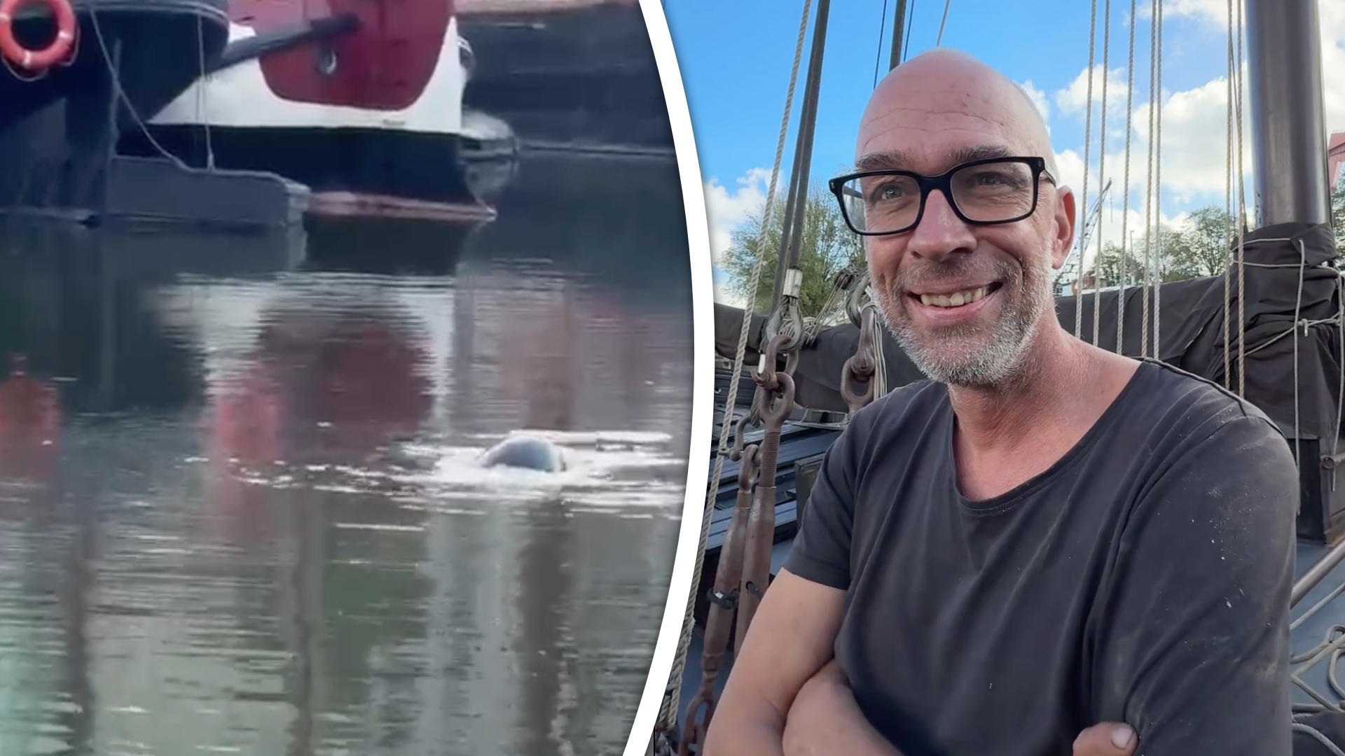 Een zeehond bezocht de Wijnhaven in Rotterdam