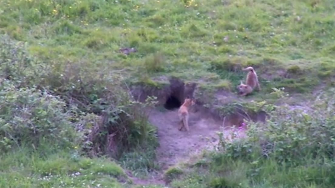 Ook in natuurgebied de Onlanden zijn jonge vosjes te zien (Rechten: RTV Drenthe)