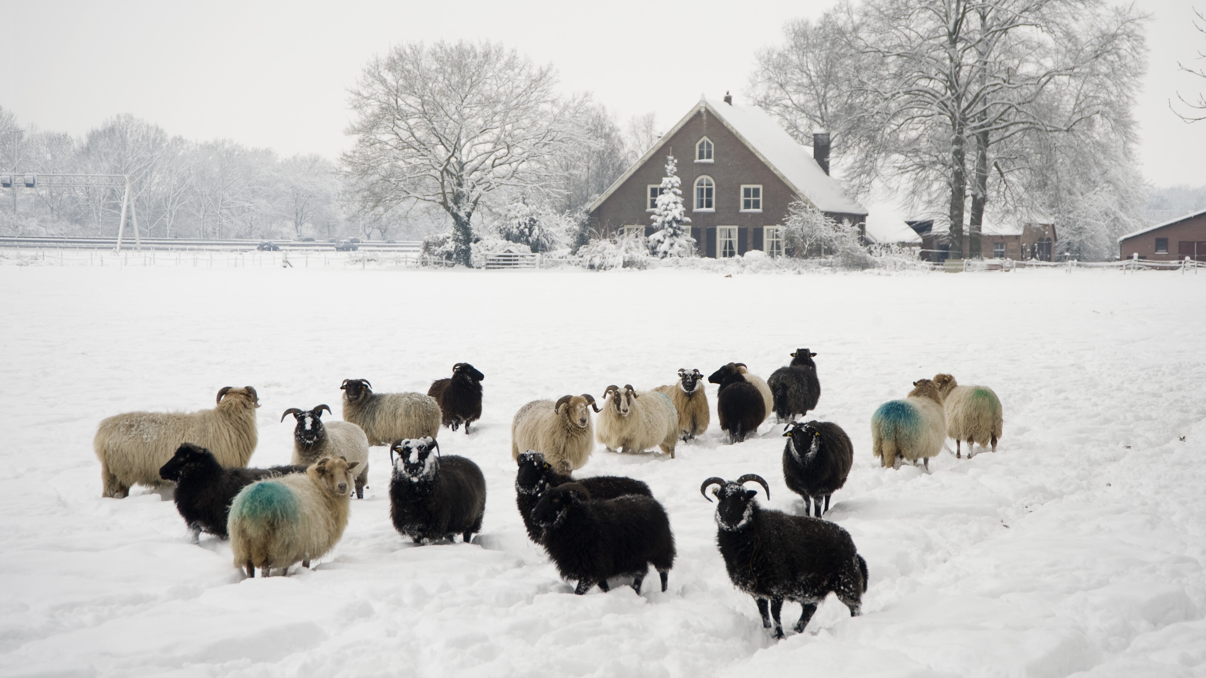 Wanneer kunnen we weer eens een witte kerst verwachten? "Hopen op