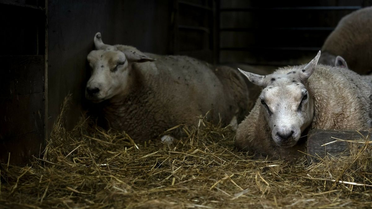Negen nieuwe meldingen van blauwtong in Zeeland