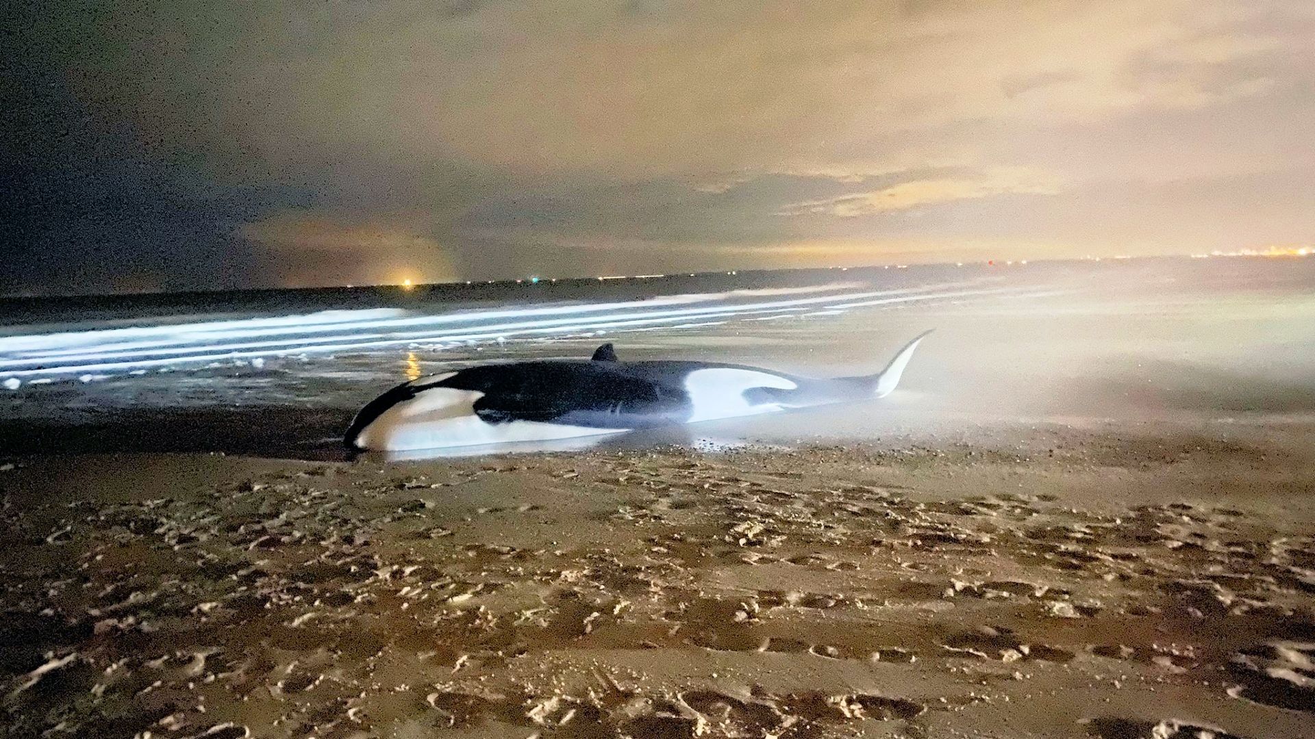 De bij Cadzand aangespoelde orka is kort voor middernacht overleden