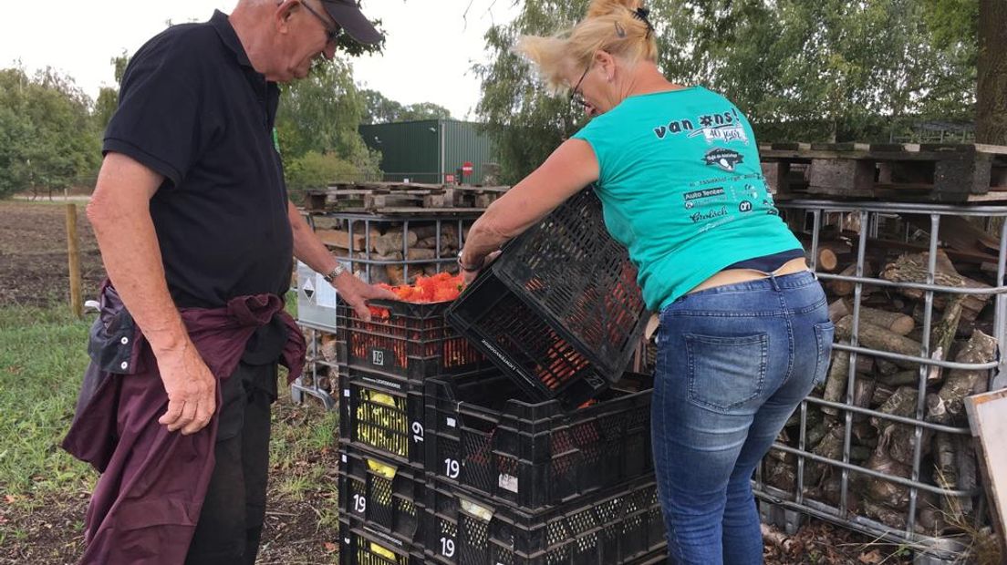 Door de hitte en droogte valt de dahliapluk voor de bloemencorso's in de Achterhoek dit jaar vies tegen. Dat is niet alleen een probleem voor wagenbouwers van de bloemencorso's, het betekent ook een strop voor de wagenbouwers in Lichtenvoorde die inkomsten mislopen uit de verkoop van de dahlia's.