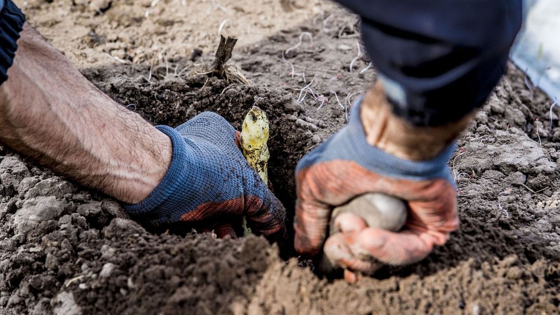 Een aspergesteker aan het werk