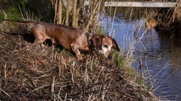 Hond Pippa verdween in een dassenburcht: zo voorkom je dat