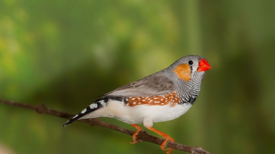 Zebravinkjes inzet van rechtszaak