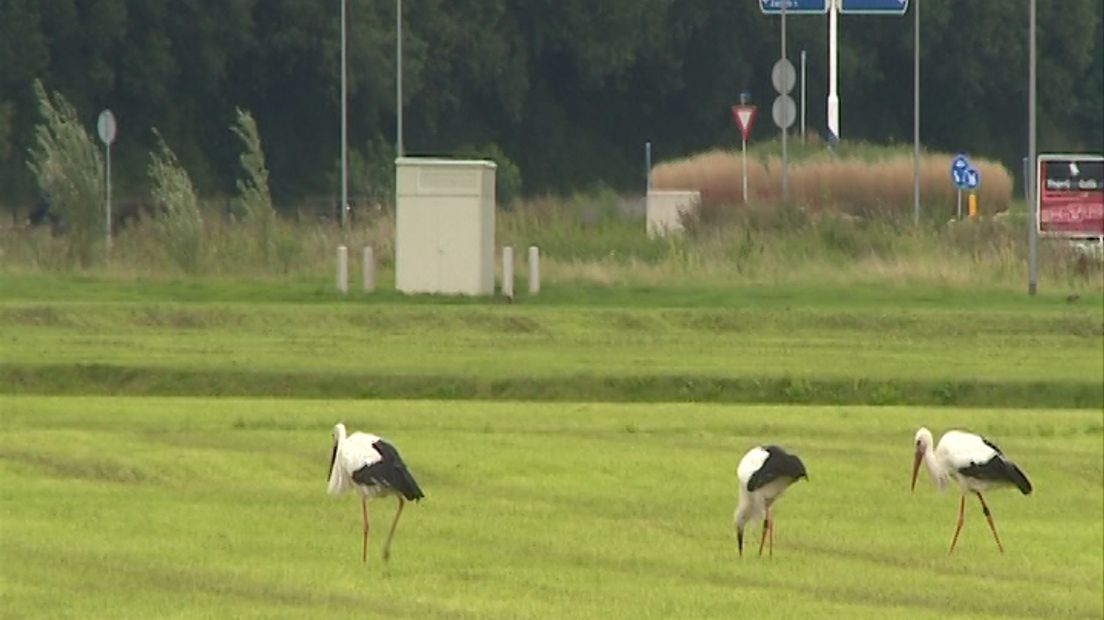 'De provincie moet ingrijpen', aldus bestuurskundige Michiel de Vries van de Radboud Universiteit. Volgens hem is de politieke situatie in de noordelijkste gemeentes van Gelderland onhoudbaar aan het worden. Oorzaak: een gezamenlijk bedrijventerrein van Hattem, Heerde en Oldebroek.