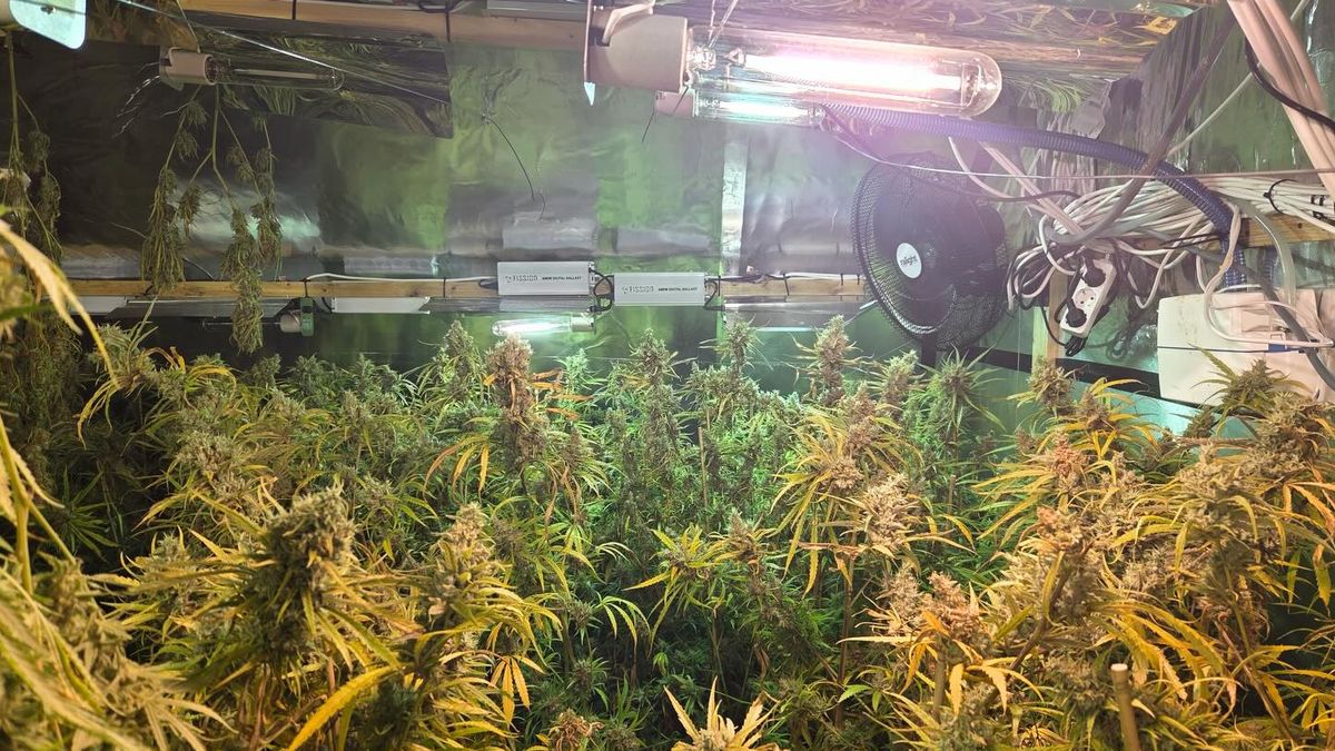 Drie hennepkwekerijen opgerold in Venlo en Tegelen: meer dan 1200 planten geruimd