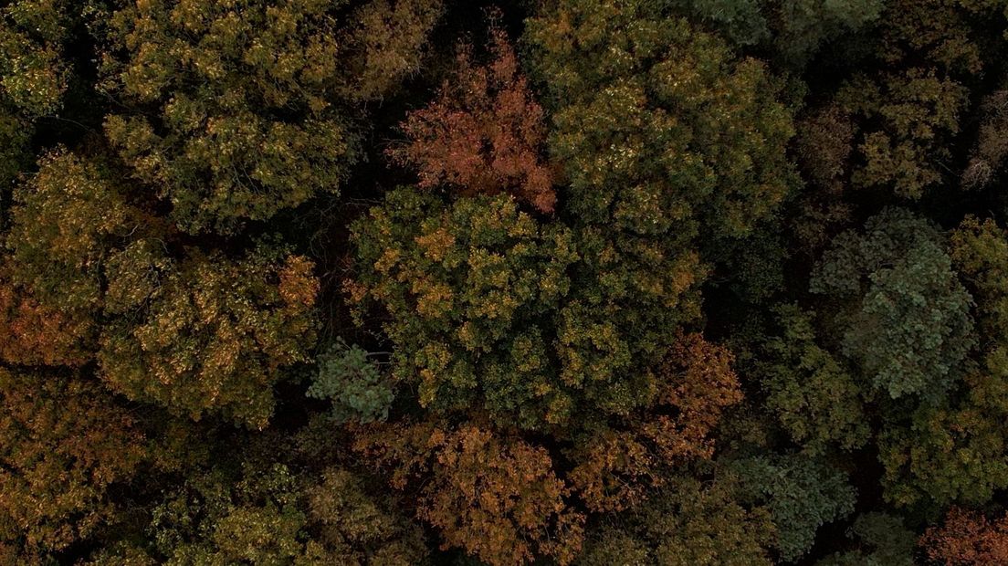 Dronebeelden van de herfstbossen