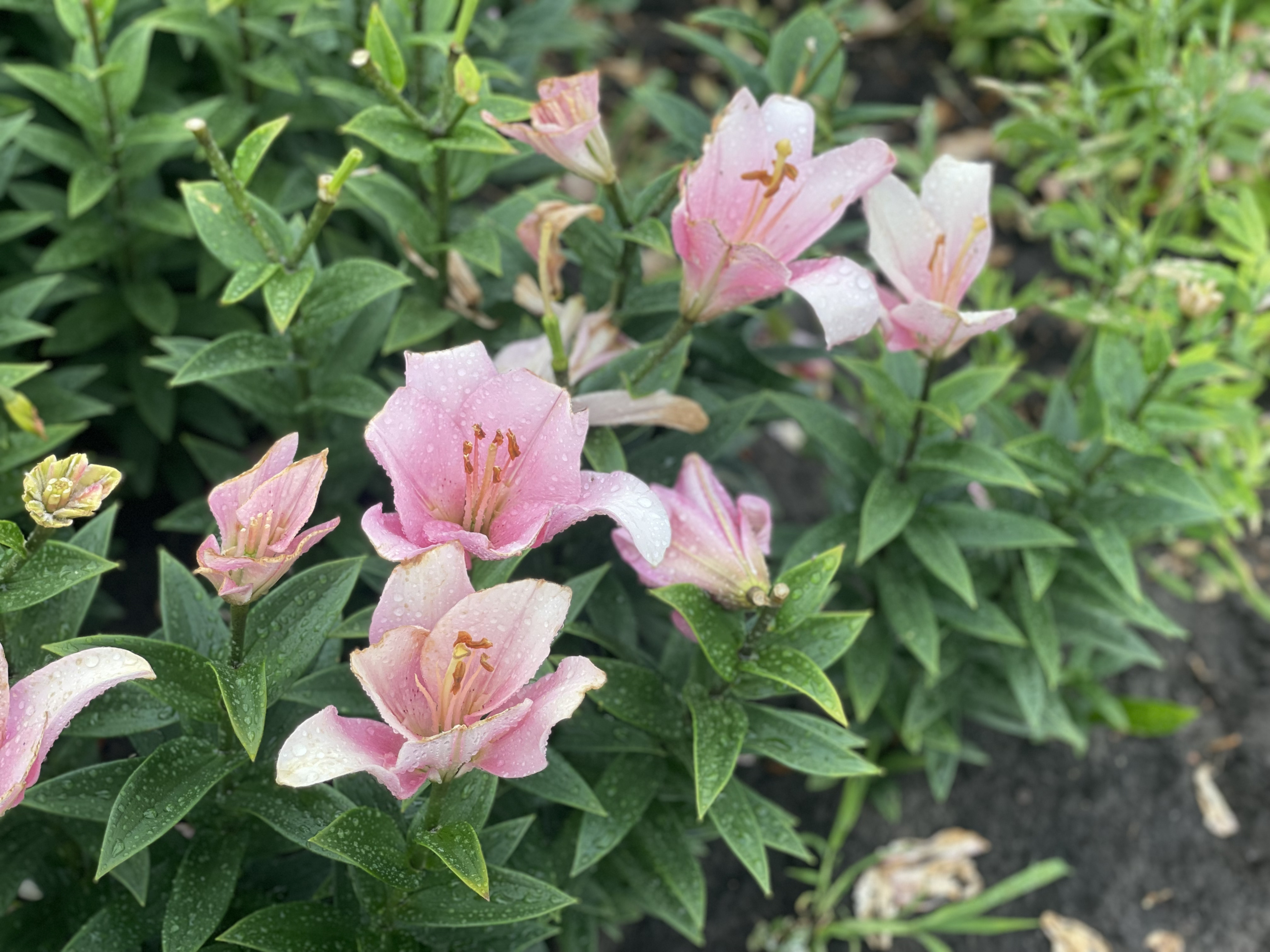 Gemeente Westerveld: voorlopig geen nieuwe sierteelt in gemeente