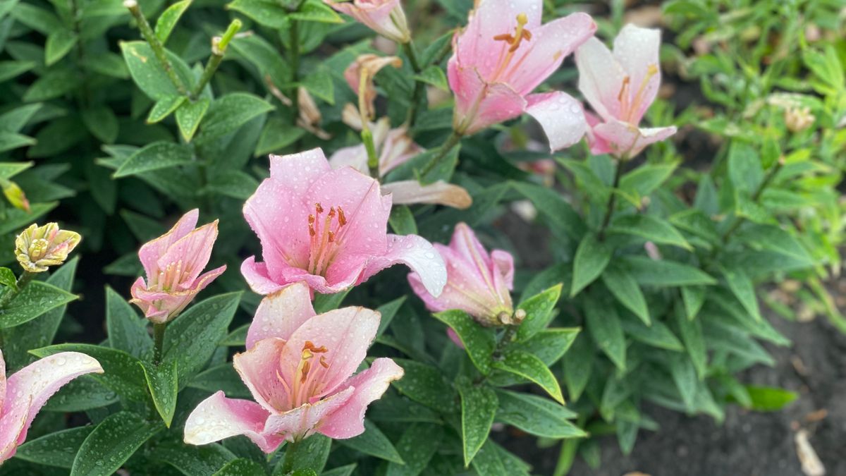 Gemeente Westerveld: voorlopig geen nieuwe sierteelt in gemeente