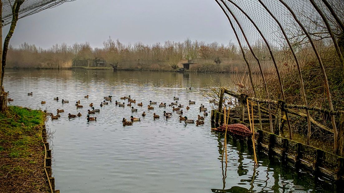 Wilde eenden gingen er ‘de pijp uit’ en de kooiker werkte vooral ‘achter de schermen’. Eendenkooien leverden vanaf de Middeleeuwen niet alleen vlees, het was ook een kweekvijver voor spreekwoorden. De eendenkooi in Batenburg is een van de weinige eendenkooien in ons land die nog in originele staat verkeert.