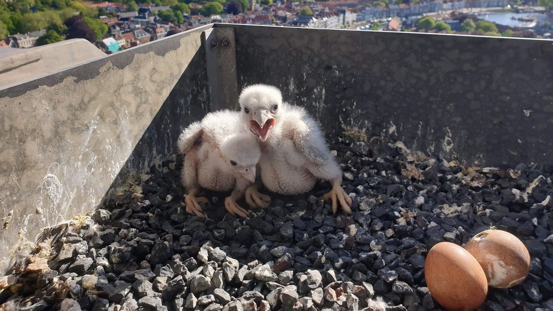 Slechtvalkkuikens geboren in Middelburg