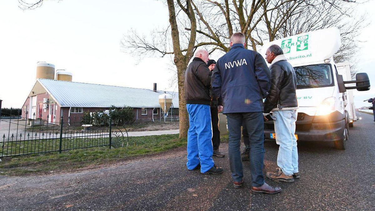 Pluimveebedrijf in Oldekerk getroffen door vogelgriep, dieren worden vergast (update)