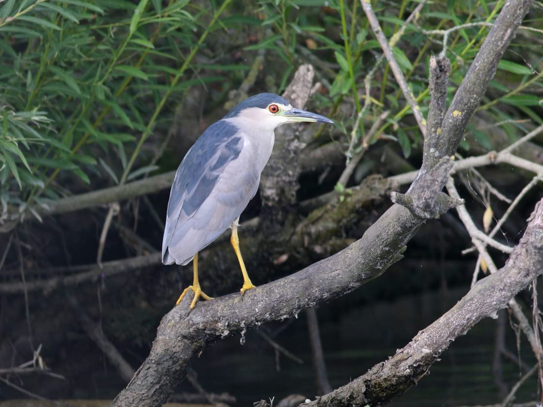 Kwak in de Biesbosch foto Thomas van der Es