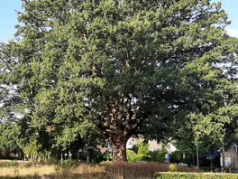Eeuwenoude eik in Beilen was op sterven na dood, maar staat er nu weer gezond bij