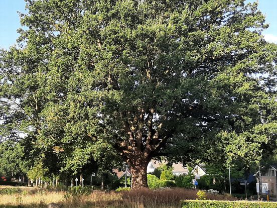Eeuwenoude eik in Beilen was op sterven na dood, maar staat er nu weer gezond bij