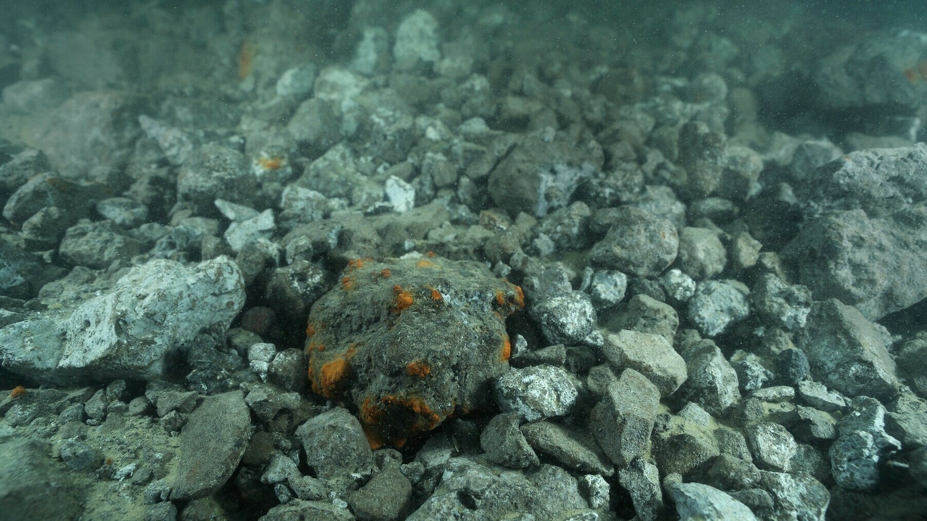 Zeeuwse politiek eist verbod op staalslakken: 'We willen die rommel niet'