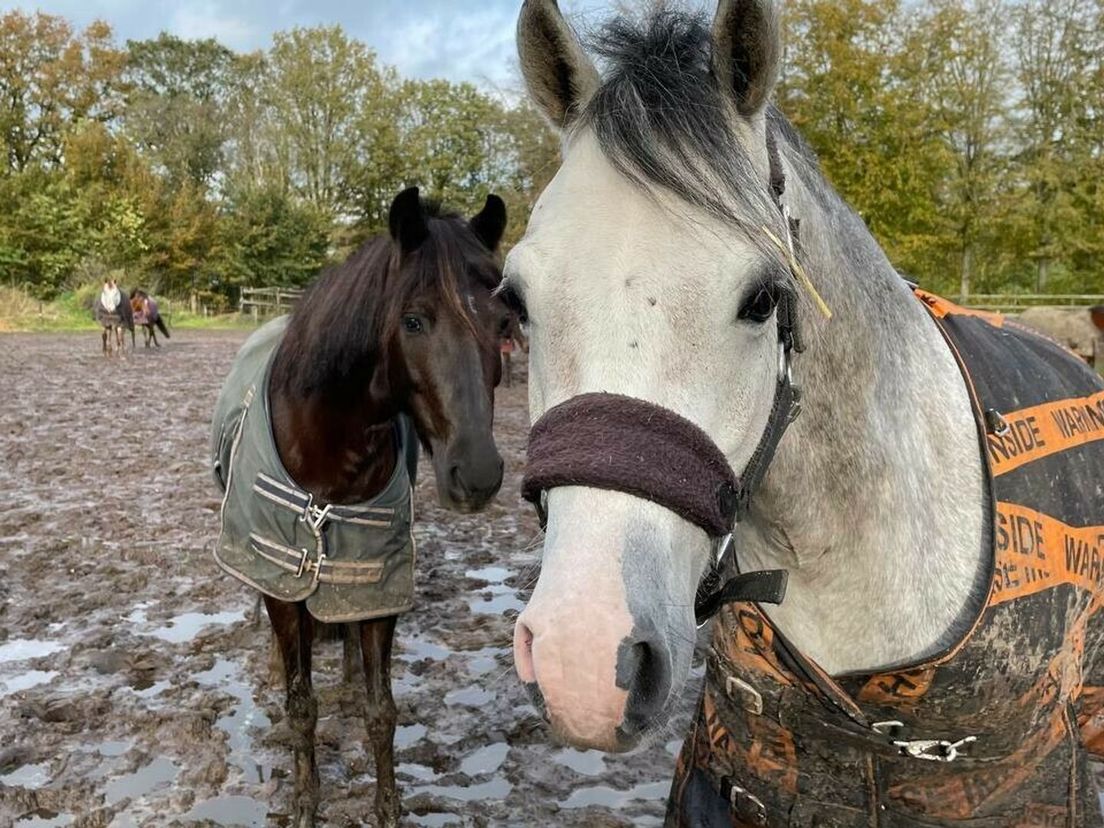 Reddingsplan voor manege Sleen: 'Alle vertrouwen dat het goed komt'