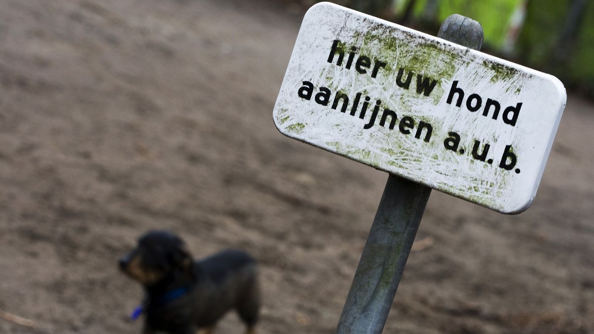 Boetes in natuurgebieden; vooral voor baasjes van loslopende honden RTV Noord
