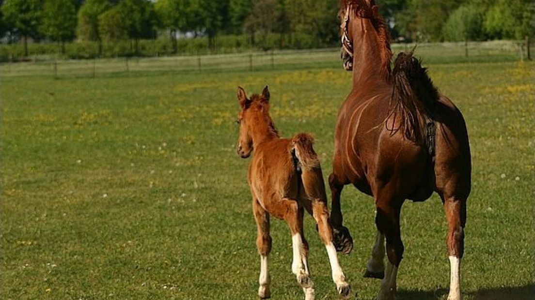 De Paardenmarkt in Elst is vrijdag op de lijst Immaterieel Cultureel Erfgoed geplaatst.